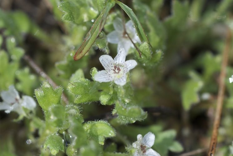 Nemophila spatulata flower