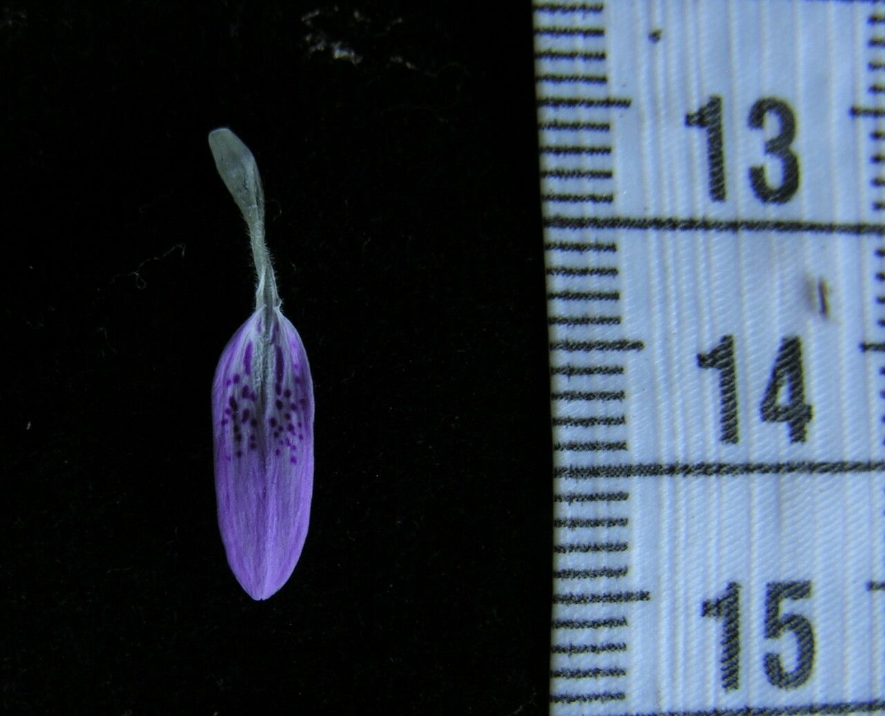 Dicliptera bupleuroides other