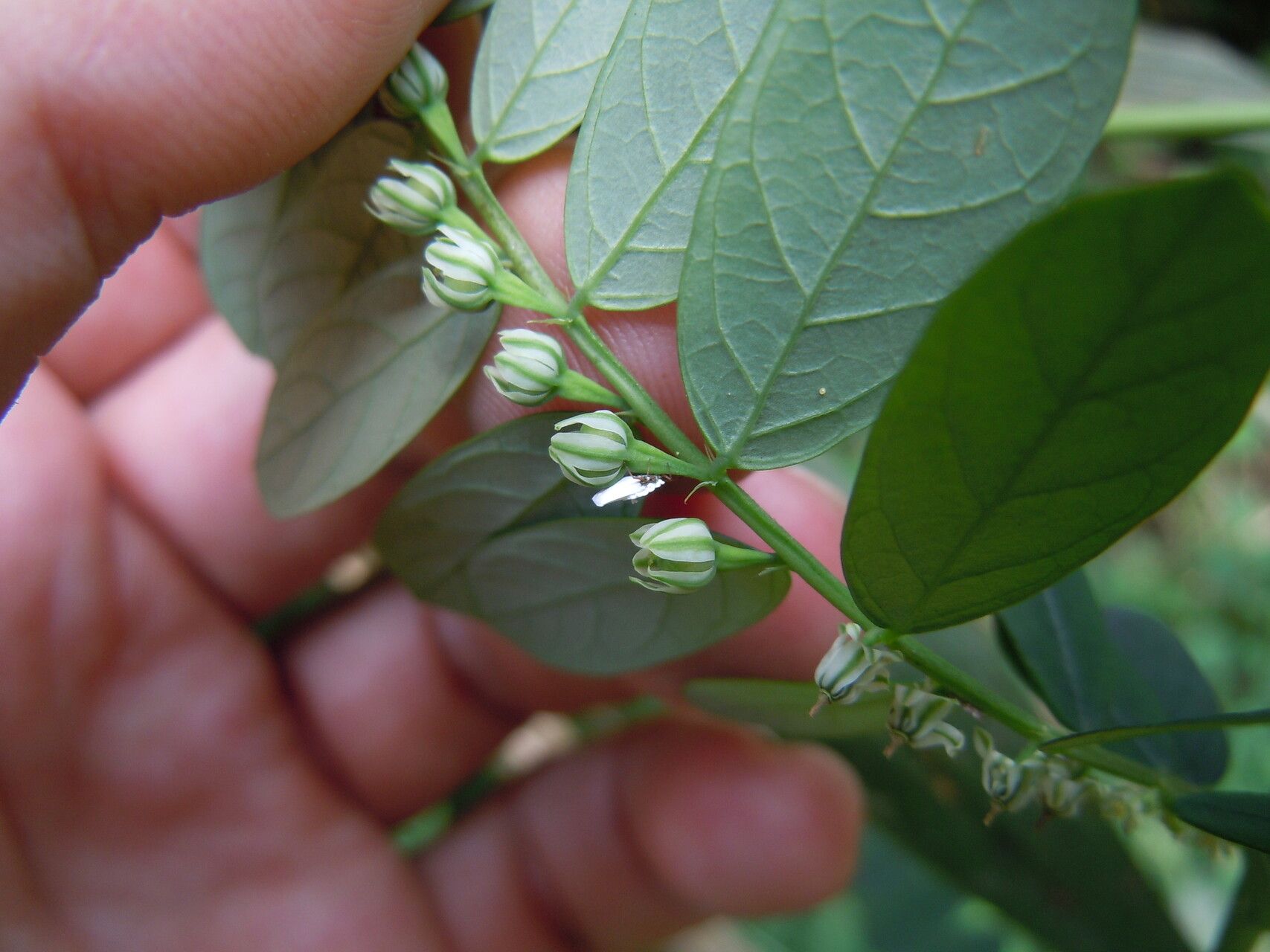 Phyllanthus odontadenius flower