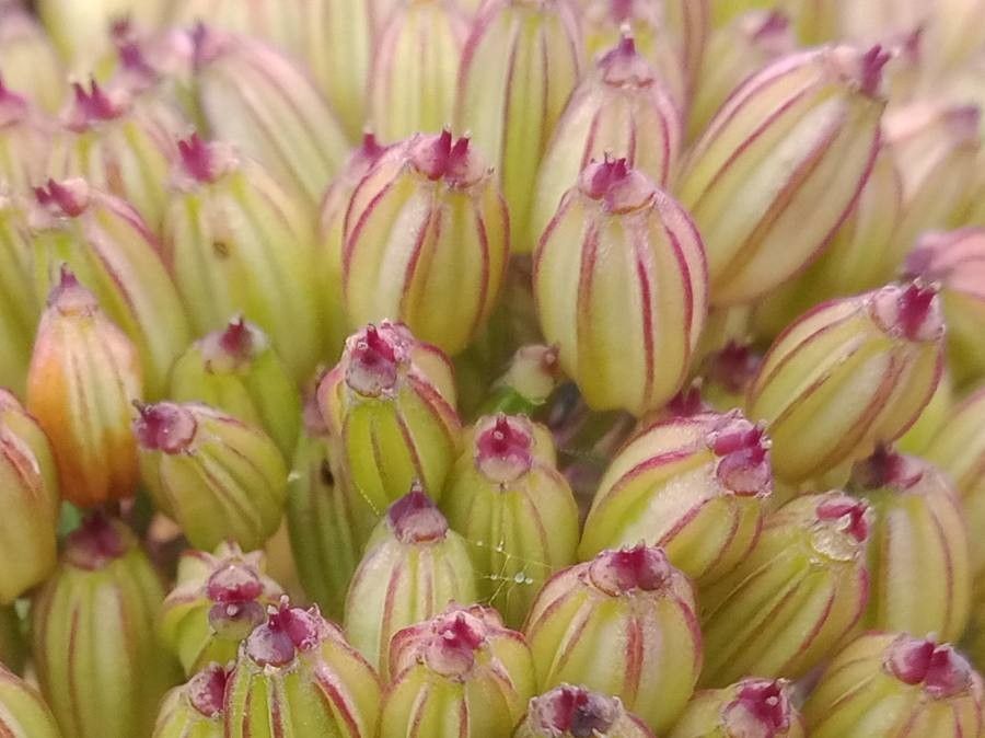 Ligusticum scoticum fruit