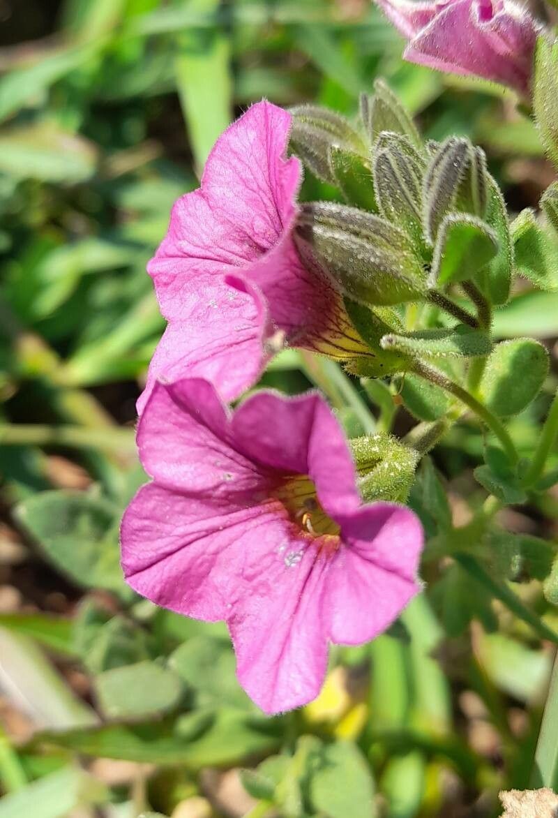 Calibrachoa linoides flower