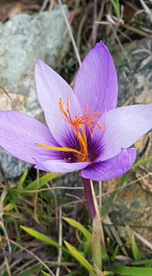 Crocus ligusticus — houseplant care guide