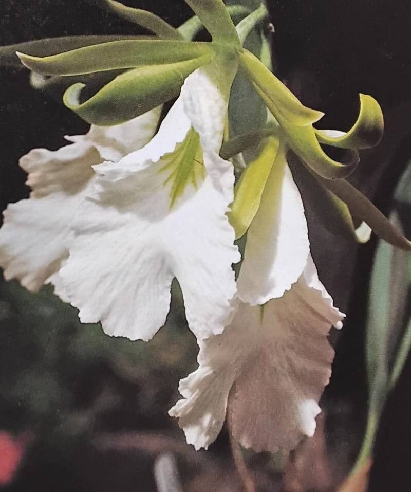 Prosthechea mariae flower