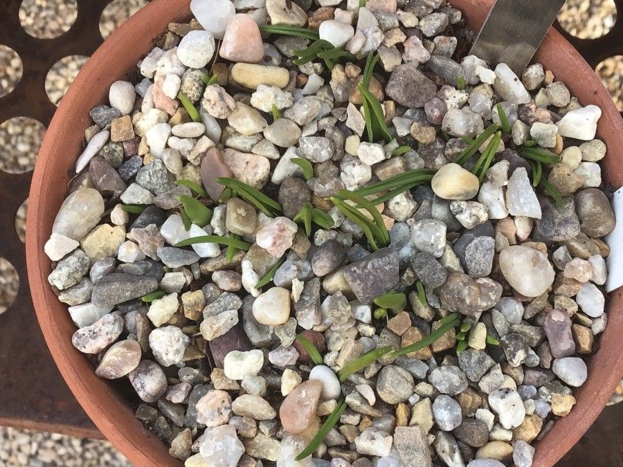 Scilla monophyllos — search result for 'Scilla'