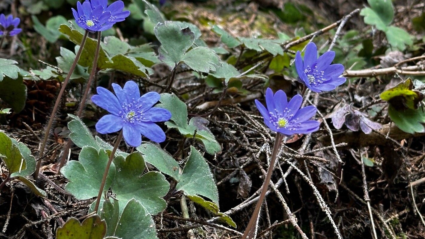 Hepatica transsilvanica — related species from the same genus