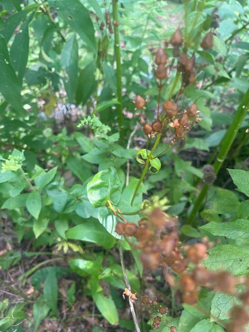 Hypericum punctatum fruit