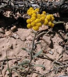 Achillea santolinoides flower