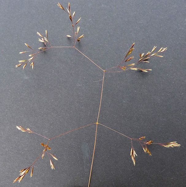 Deschampsia media other