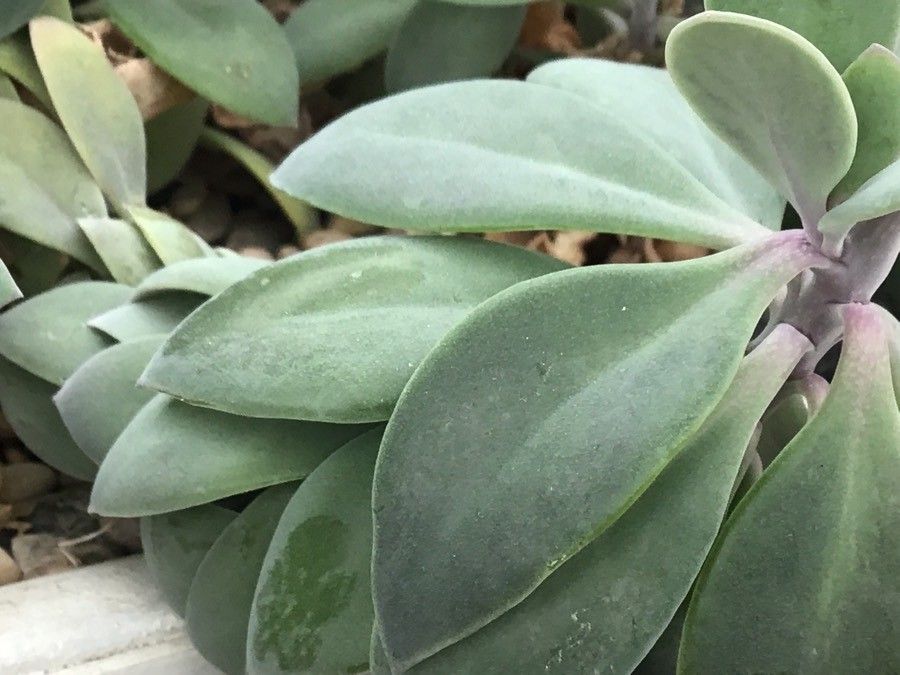 Kleinia grantii — search result for 'Kleinia'