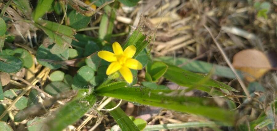Hypoxis hirsuta flower