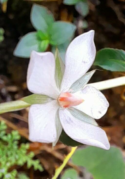 Sauvagesia erecta flower