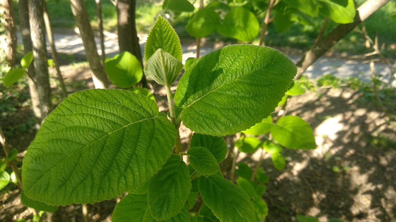 Viburnum glomeratum leaf