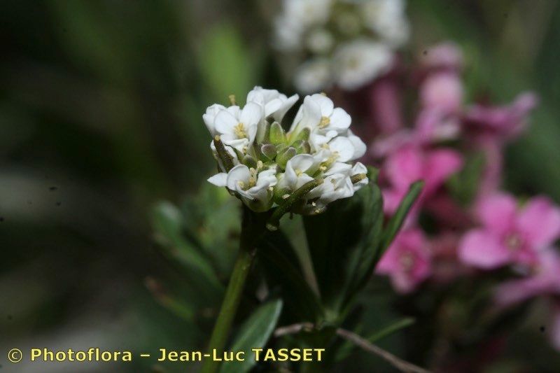Arabis allionii flower