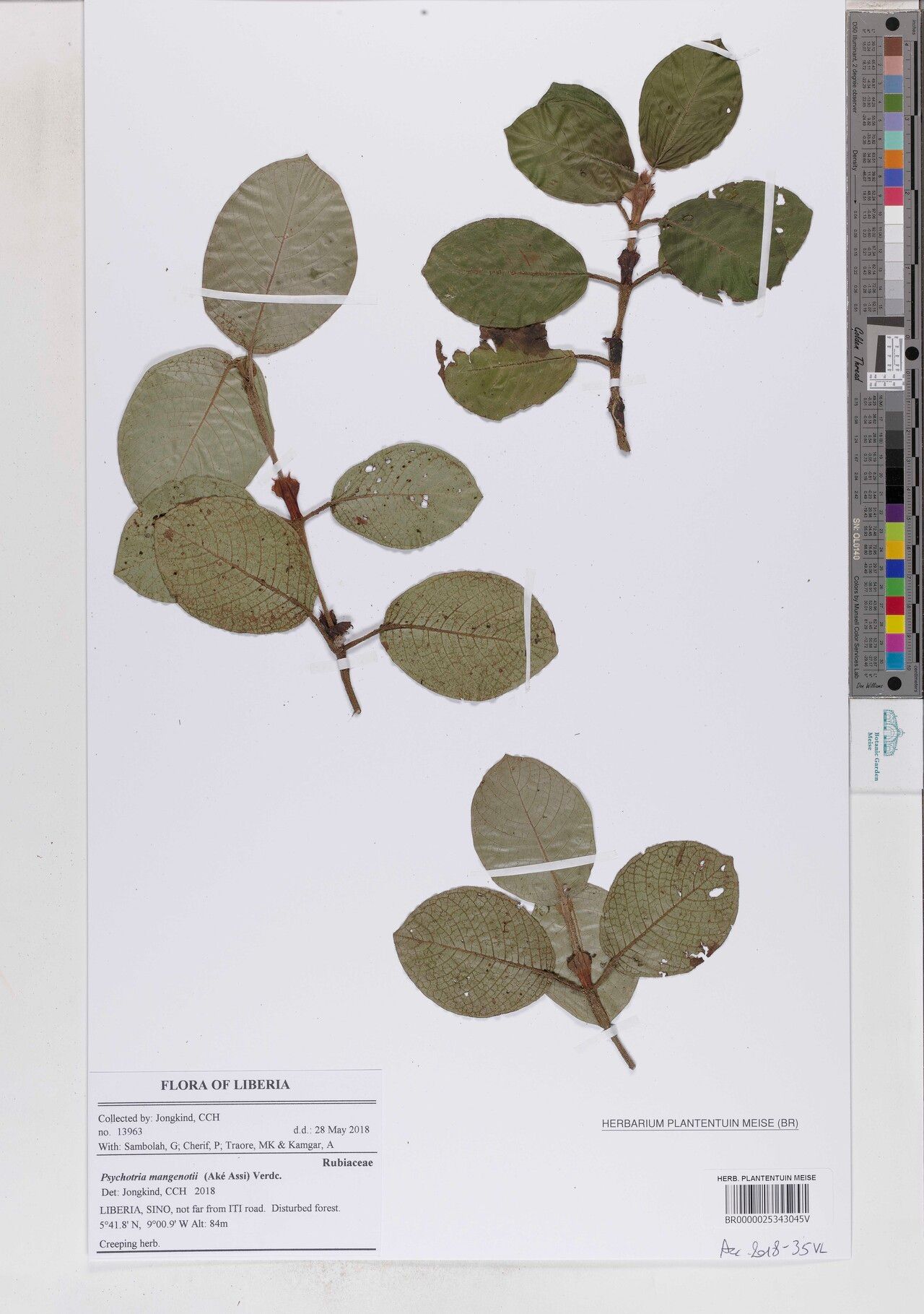 Psychotria mangenotii — houseplant care guide