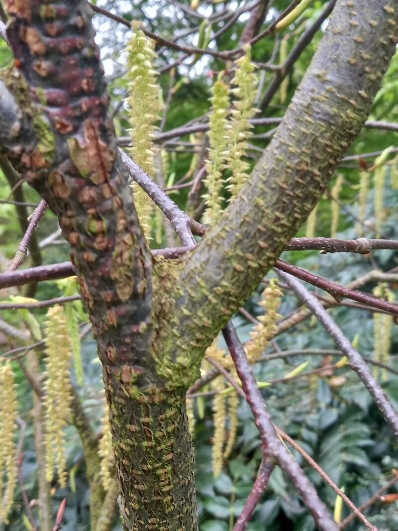 Carpinus fangiana bark