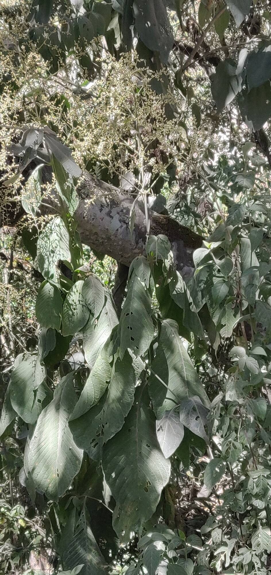 Mitreola petiolata flower