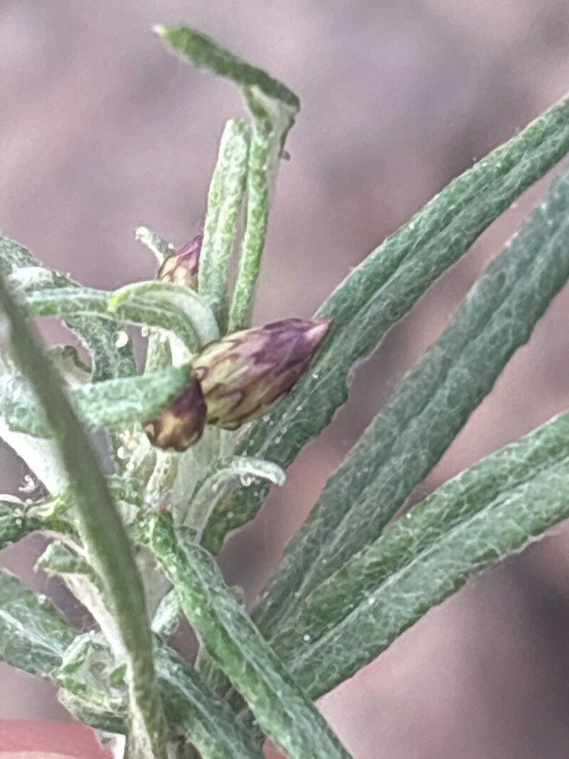 Phagnalon purpurascens flower