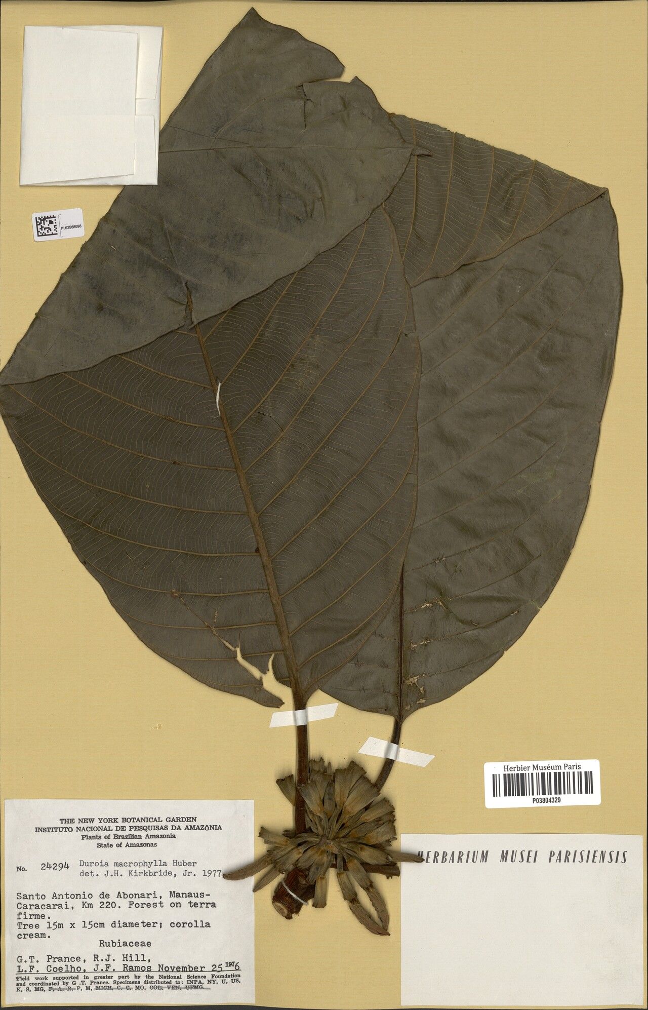 Duroia macrophylla leaf