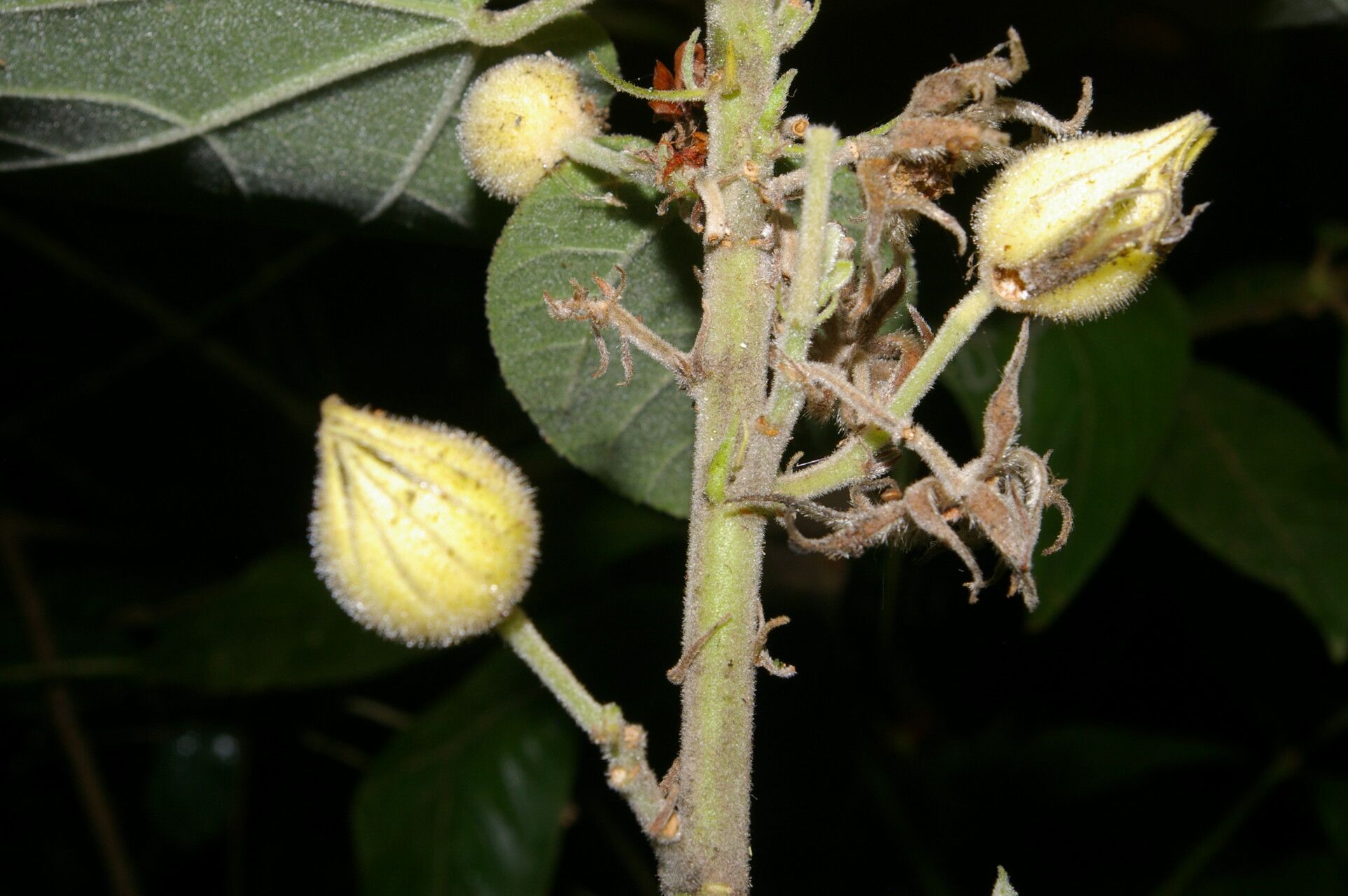 Malvaviscus concinnus fruit