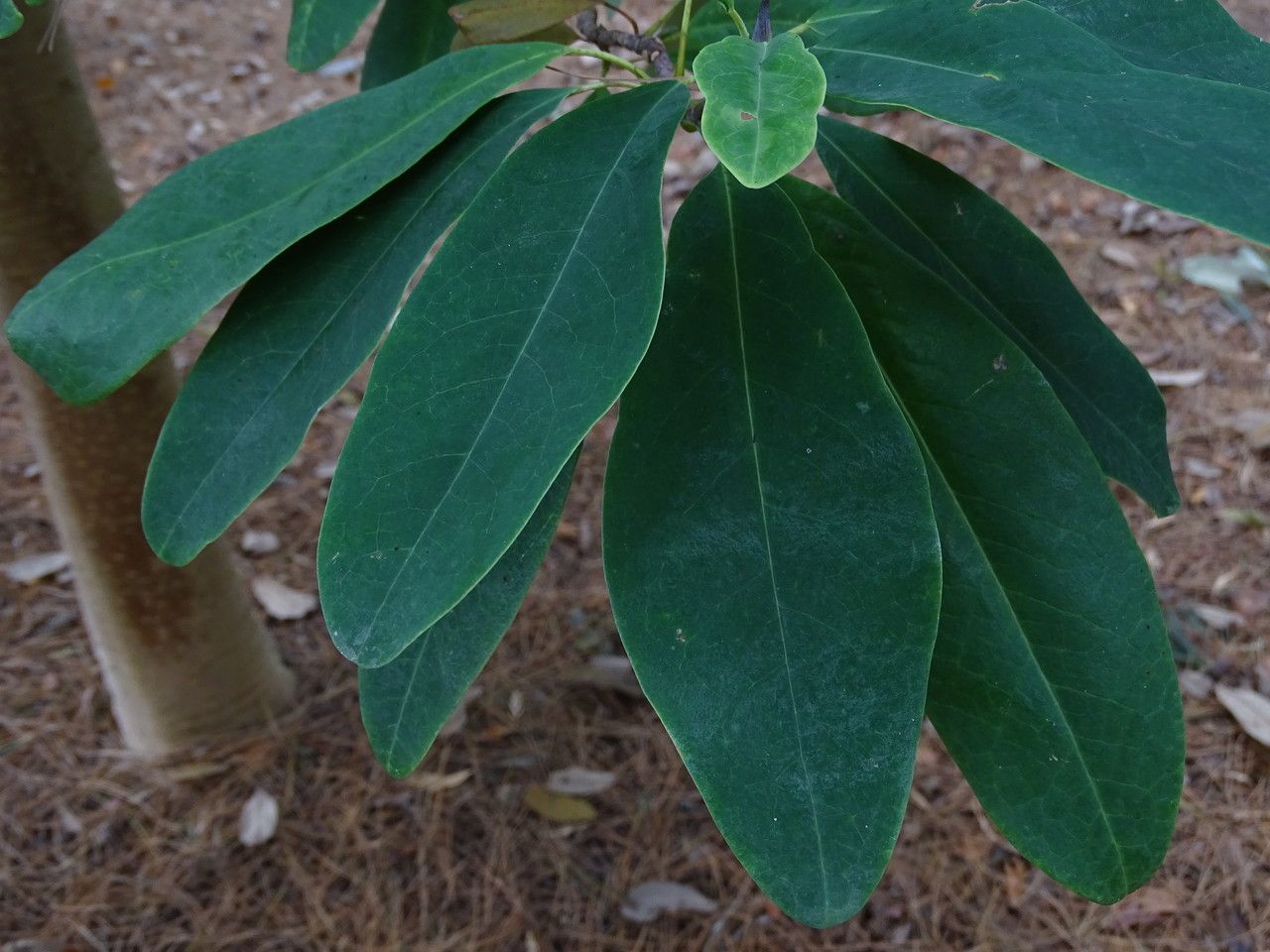 Magnolia decidua — search result for 'Magnolia'