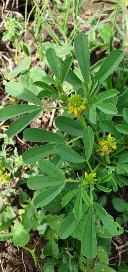 Crotalaria pycnostachya leaf