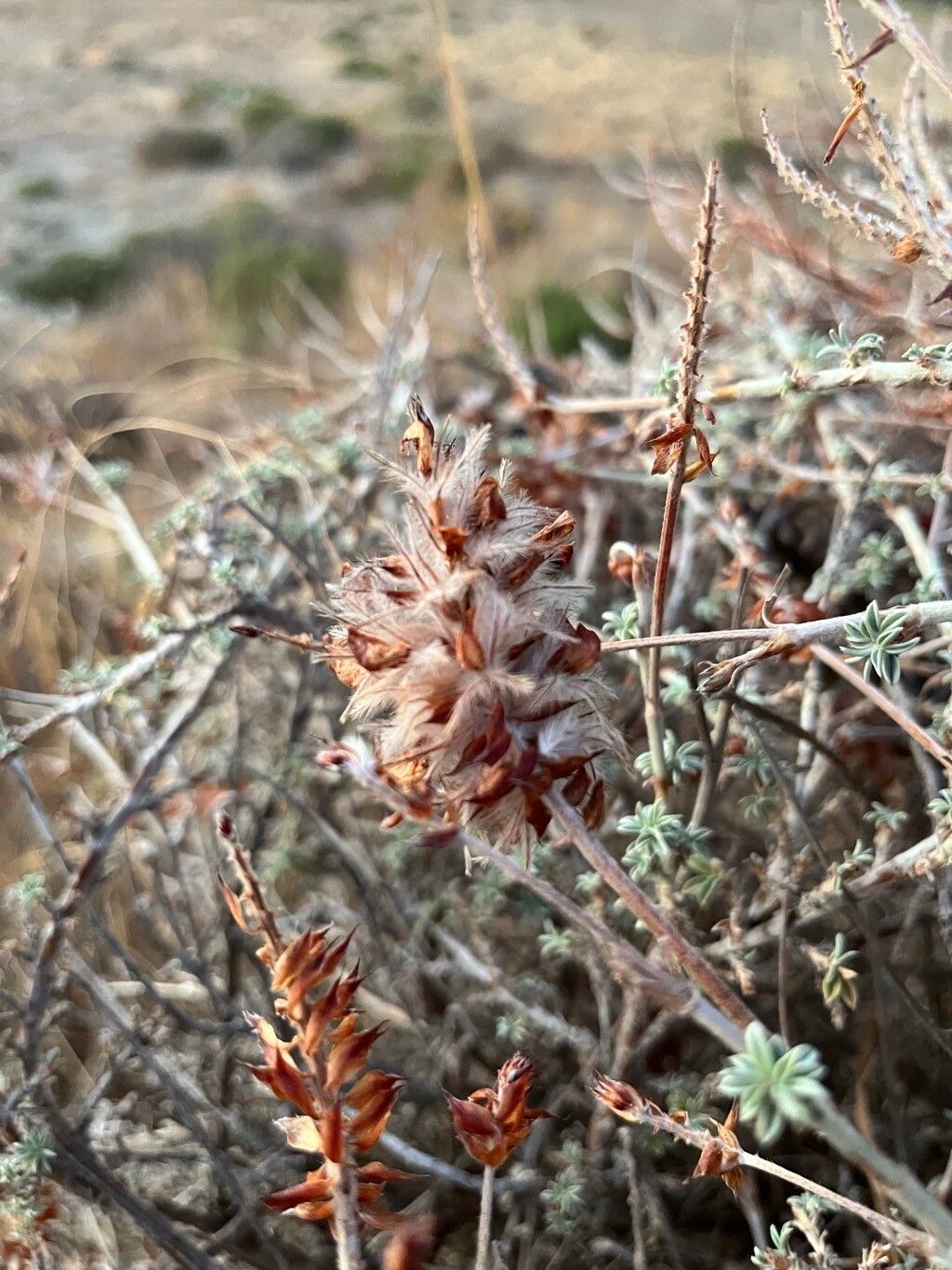 Ebenus cretica flower