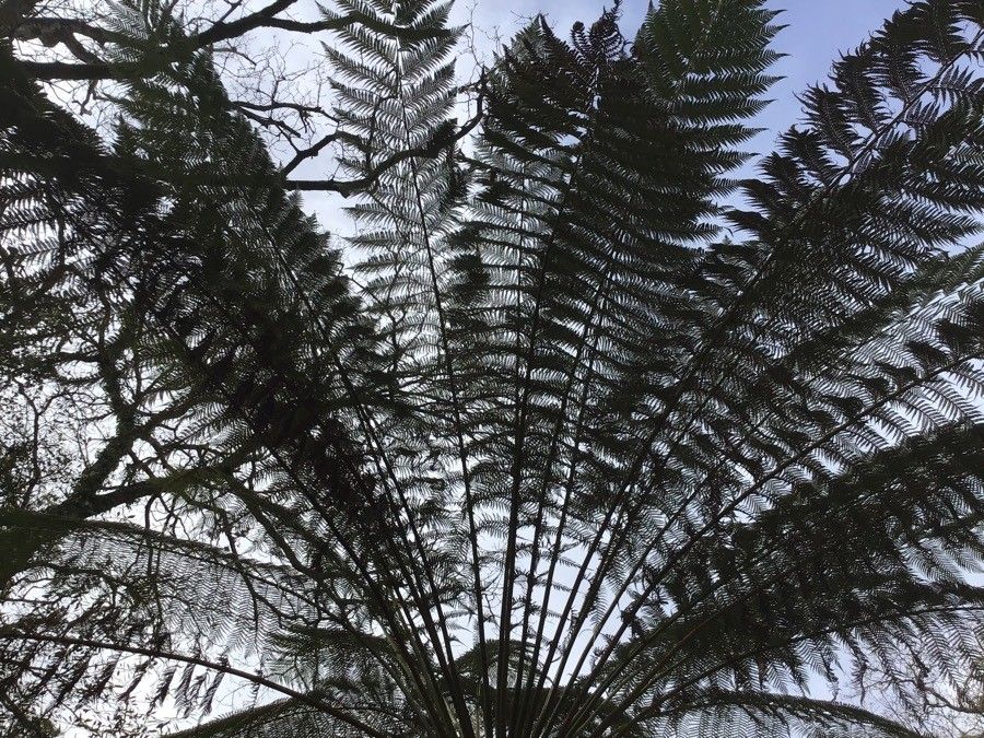 Dicksonia antarctica leaf