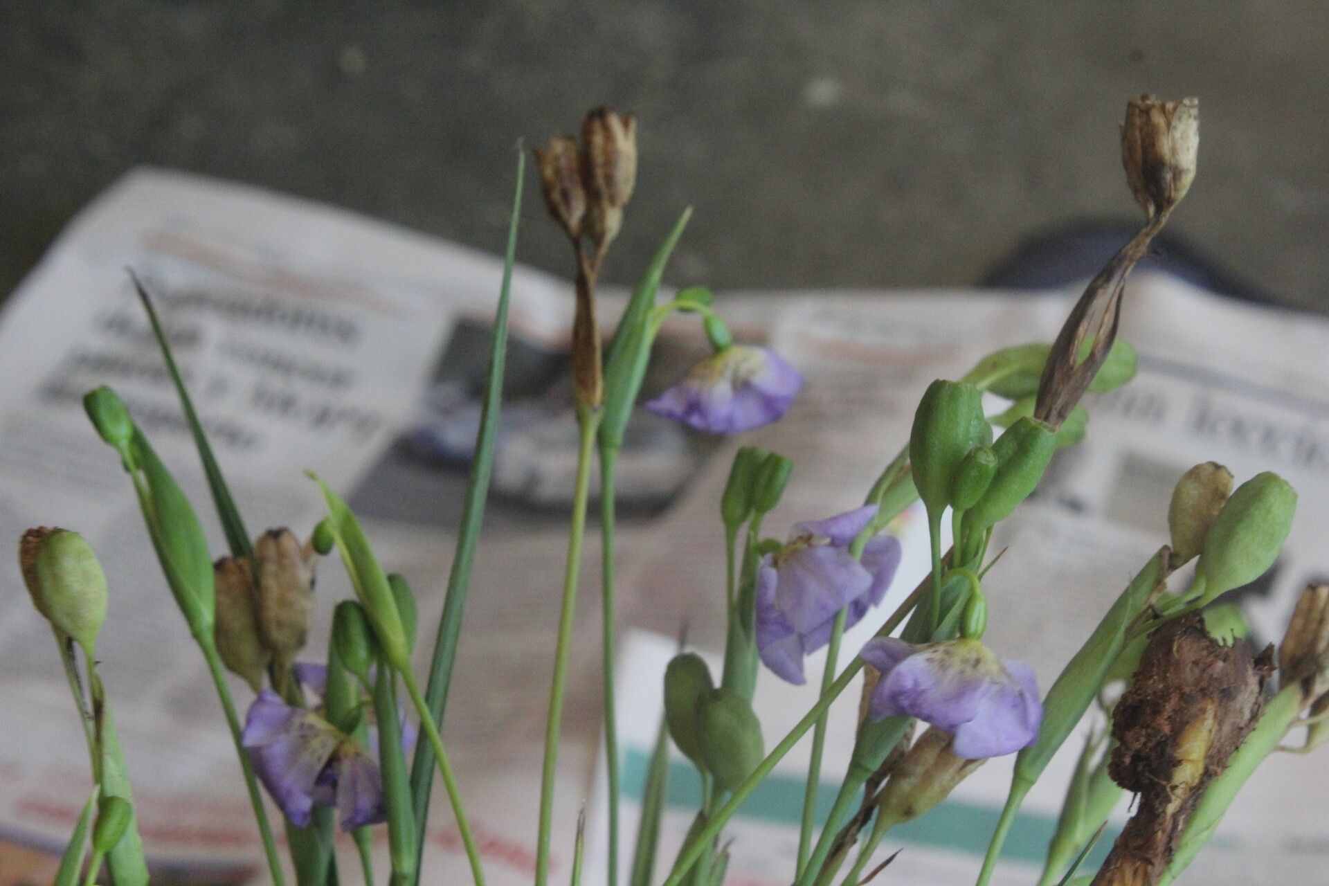 Alophia silvestris flower
