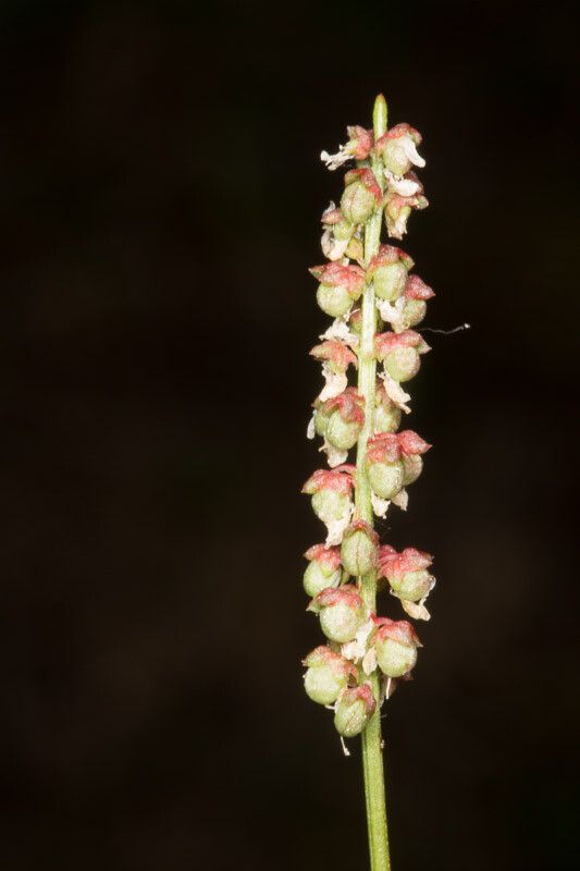 Melilotus spicatus fruit