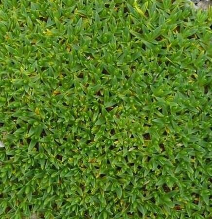 Cherleria circassica — related species from the same genus