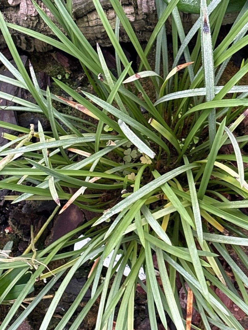 Pleurothallis tenuisepala — houseplant care guide