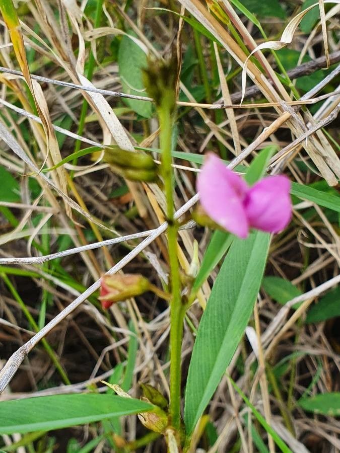 Tephrosia hildebrandtii flower