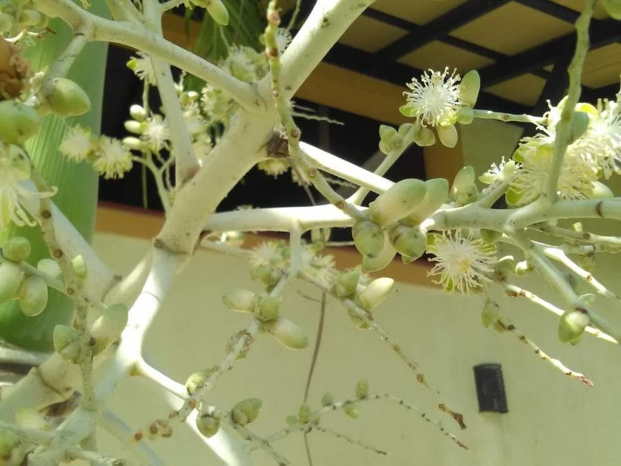 Hyophorbe verschaffeltii flower