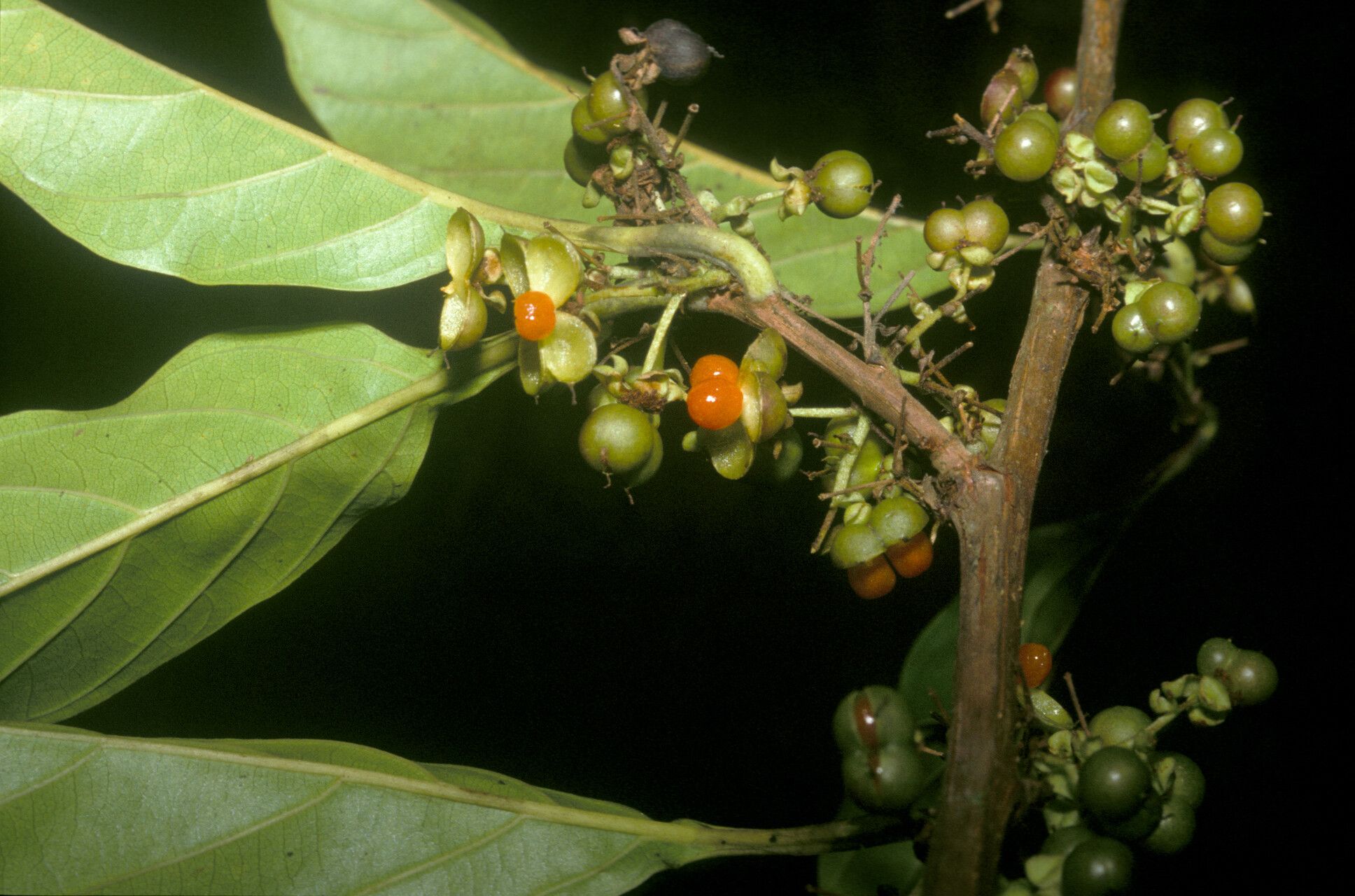 Pinzona coriacea fruit