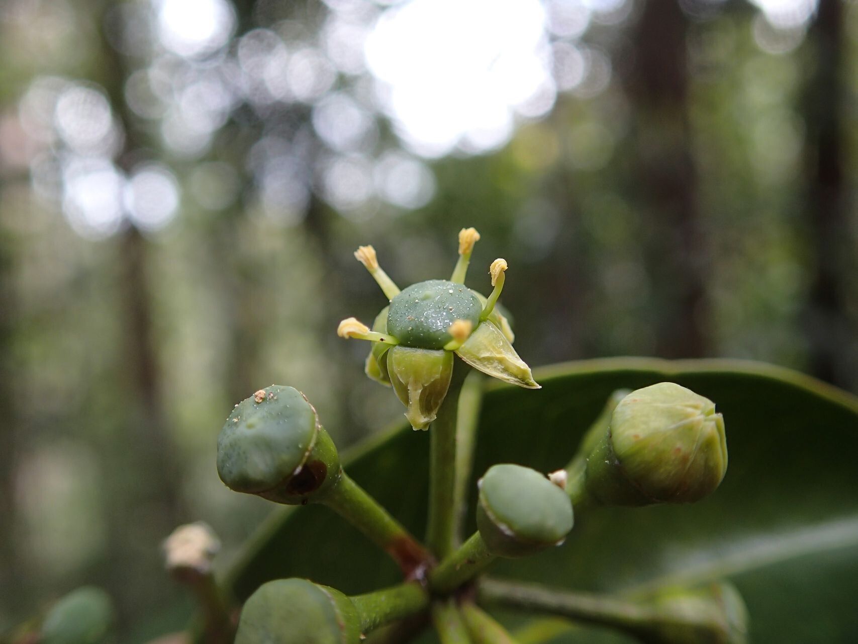 Polyscias vieillardii fruit