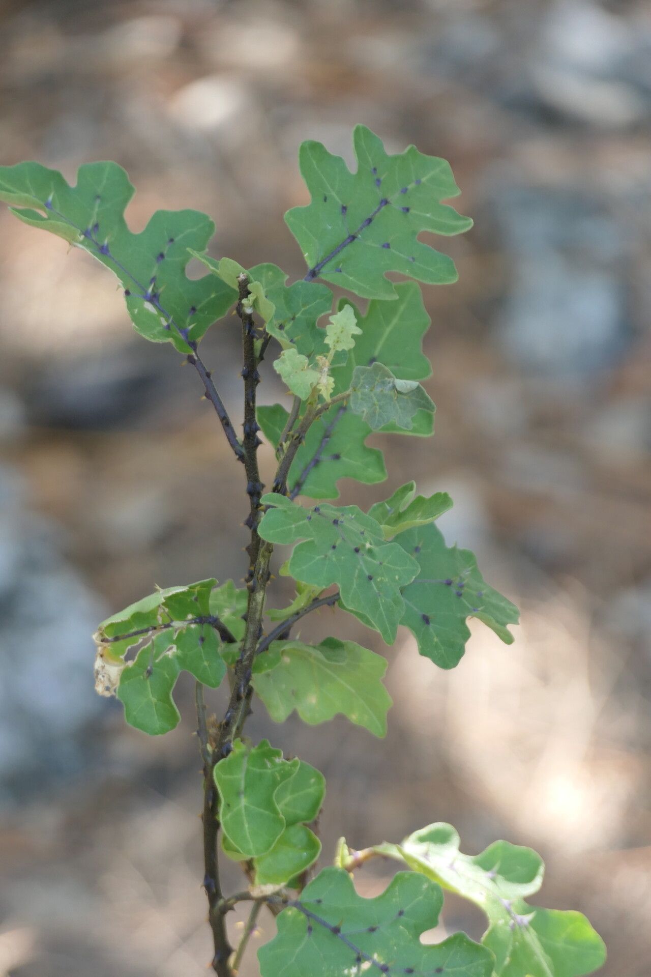Solanum aldabrense — houseplant care guide