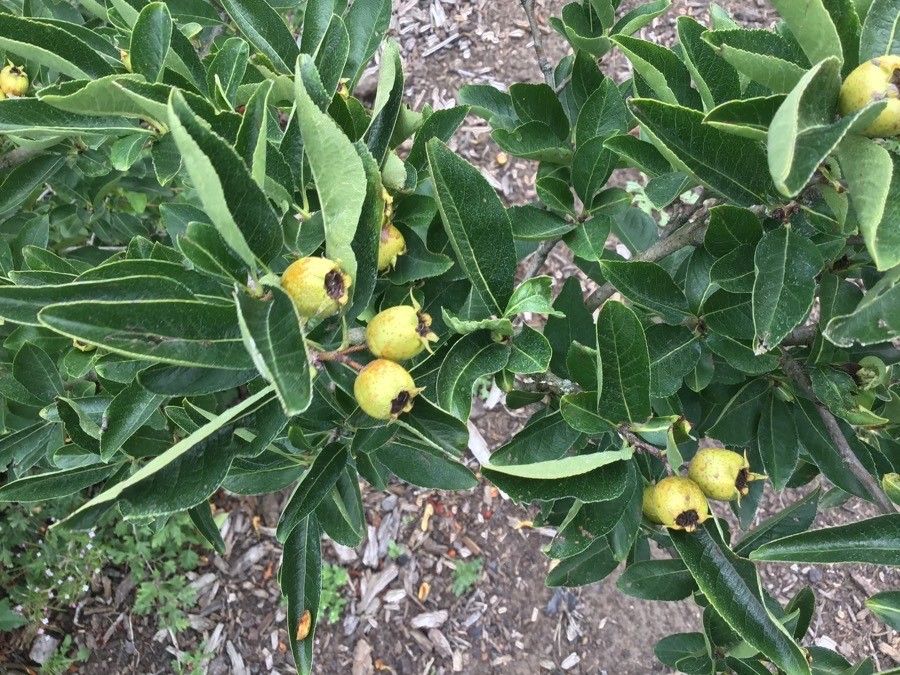 Crataegus × lobata fruit