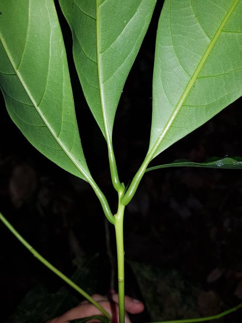 Persea rigens — search result for 'Persea'