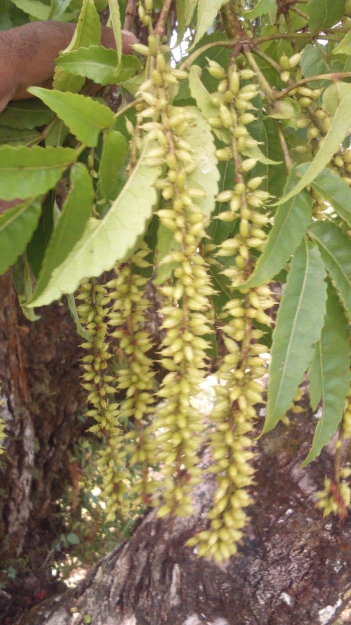 Pterophylla comorensis flower