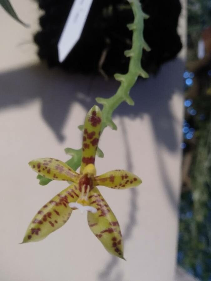 Phalaenopsis cornu-cervi — houseplant care guide