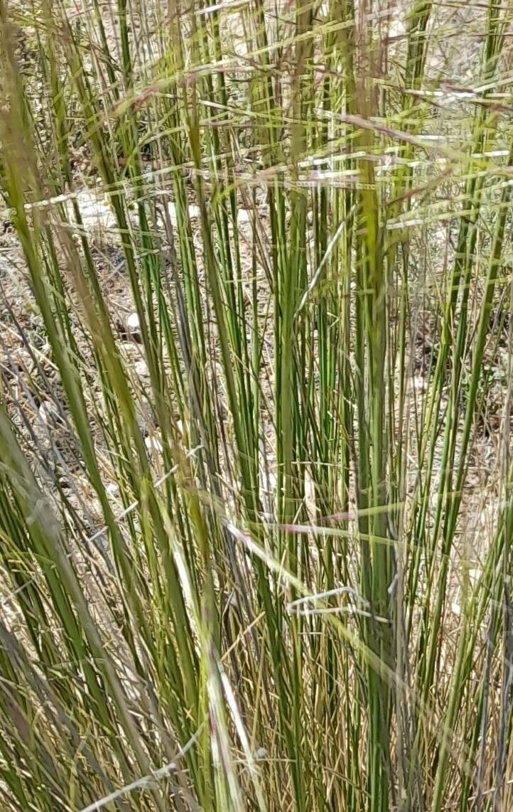 Nassella neesiana — houseplant care guide