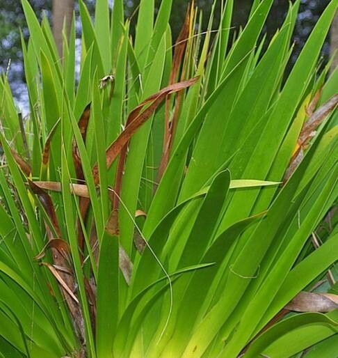 Xeronema callistemon — houseplant care guide