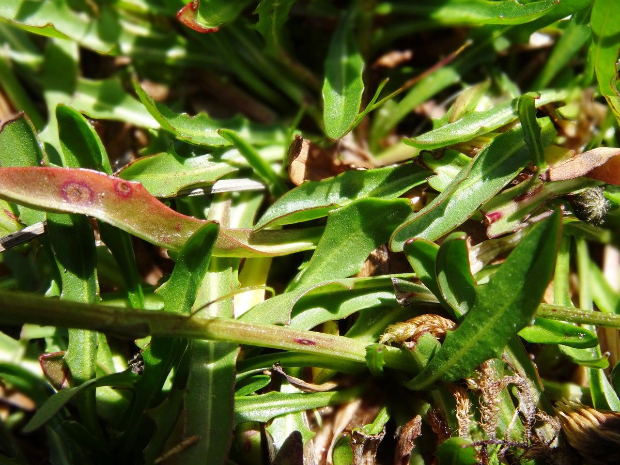 Scorzoneroides pyrenaica leaf