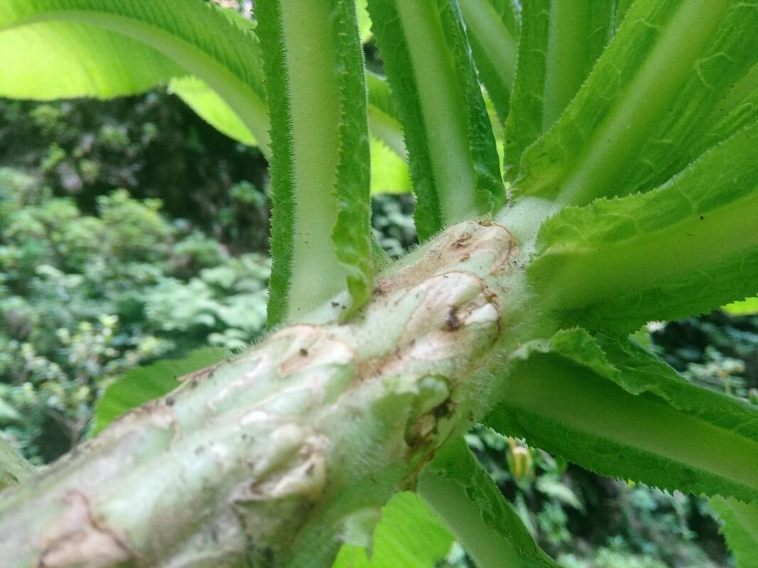 Musschia wollastonii bark