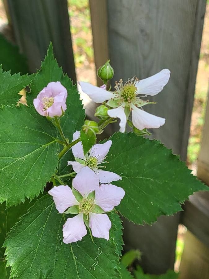 Rubus pensilvanicus flower