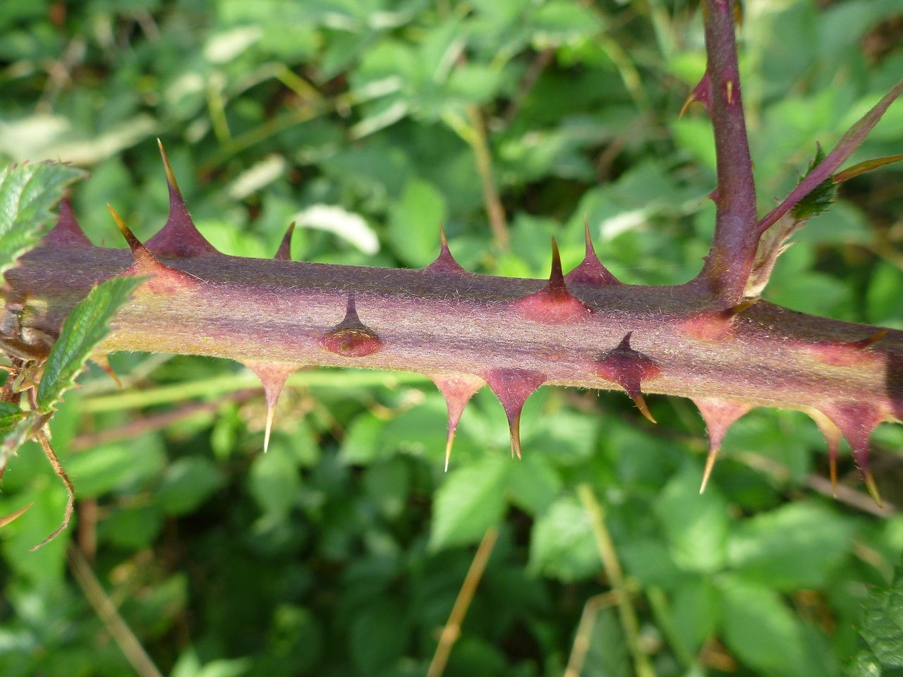 Rubus nemophilus bark