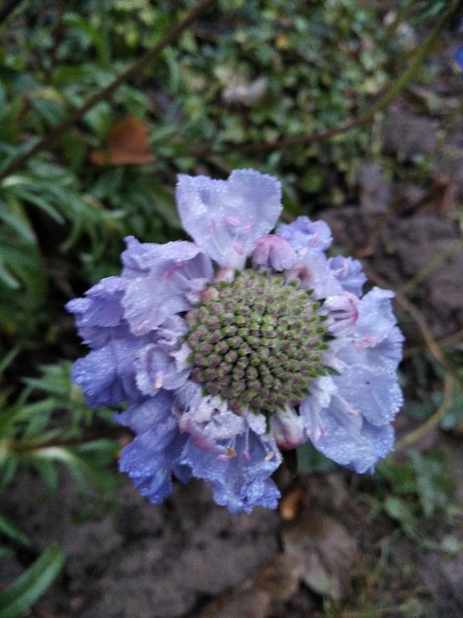 Scabiosa caucasica flower