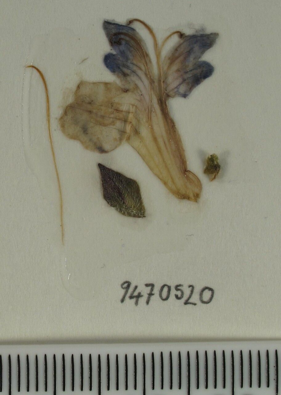 Scutellaria prostrata other