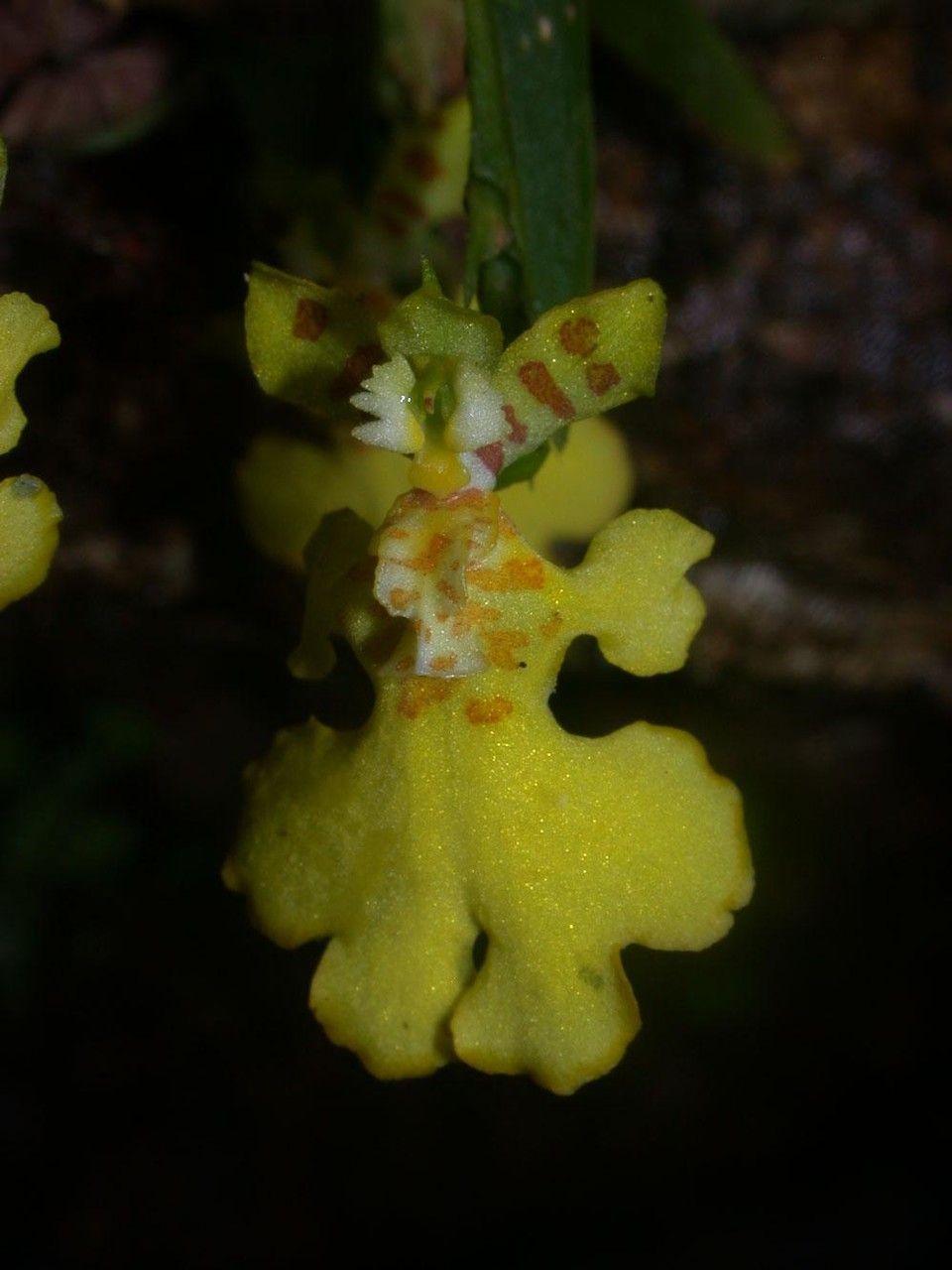 Psygmorchis pusilla flower