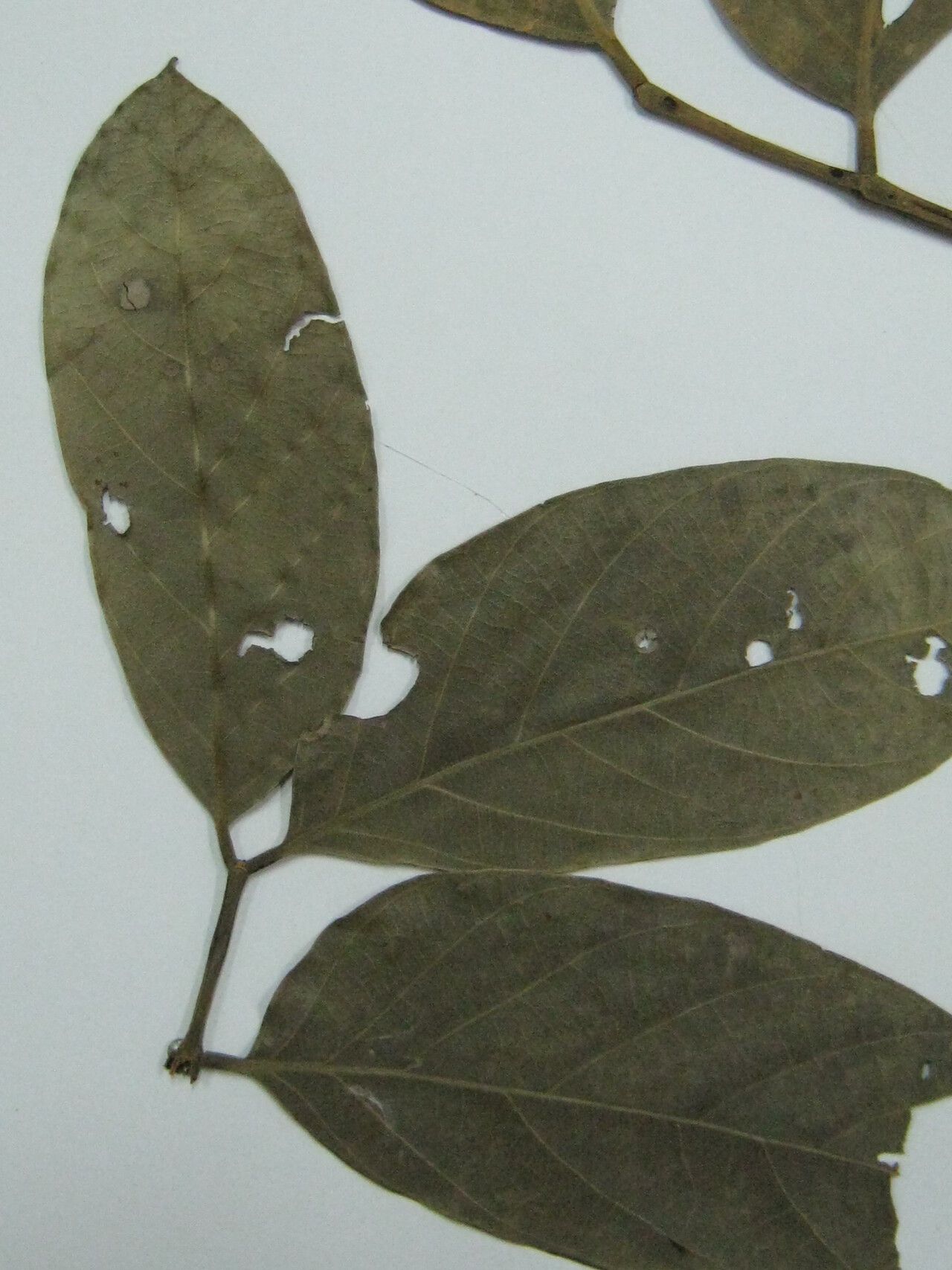 Tachigali glauca other